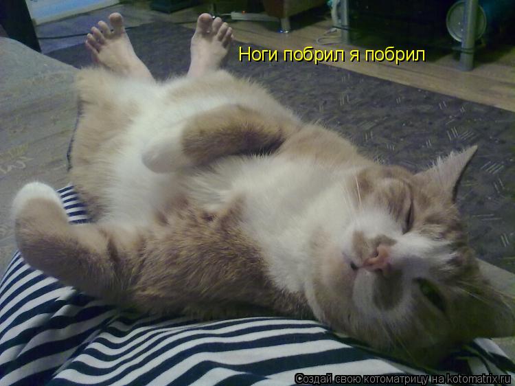 Котоматрица: Ноги побрил я побрил