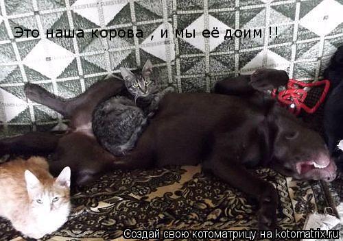 Котоматрица: Это наша корова , и мы её доим !!
