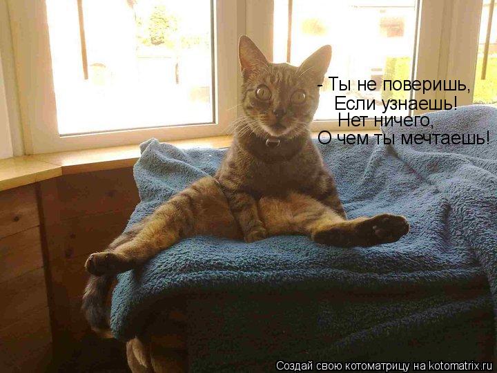 Котоматрица: Нет ничего, О чем ты мечтаешь! Если узнаешь! - Ты не поверишь,