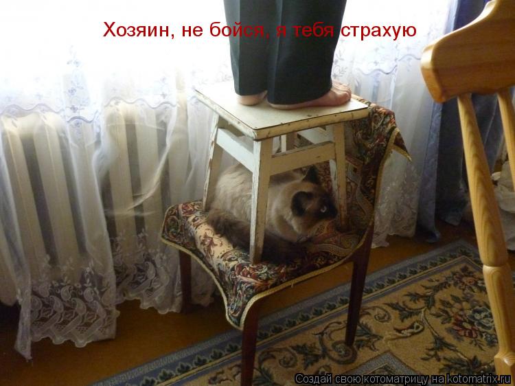 Котоматрица: Хозяин, не бойся, я тебя страхую