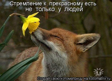 Котоматрица: Стремление к  прекрасному есть не  только  у  людей