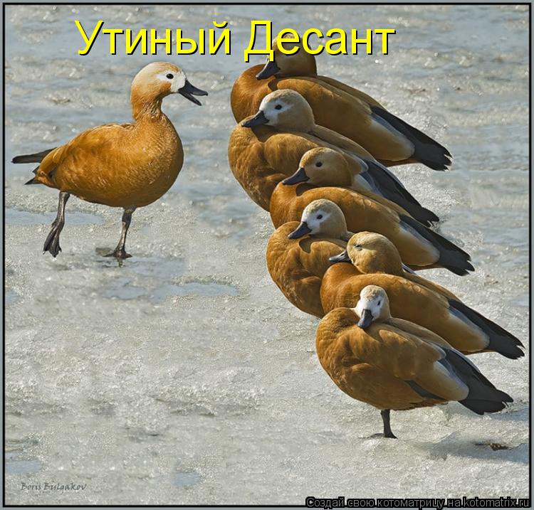 Котоматрица: Утиный Десант