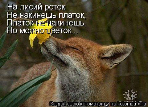 Котоматрица: На лисий роток Не накинешь платок, Платок не накинешь, Но можно цветок...
