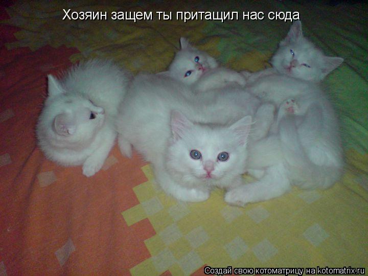 Котоматрица: Хозяин защем ты притащил нас сюда