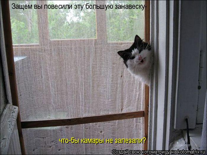 Котоматрица: Защем вы повесили эту большую занавеску- что-бы камары не залезали?