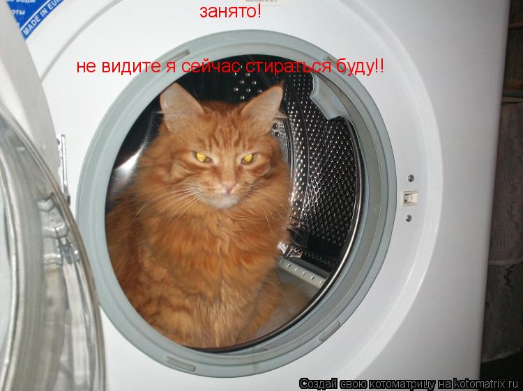 занято! не видите я сейчас стираться буду!!... Котоматрица: занято! не видите я сейчас стираться буду!!