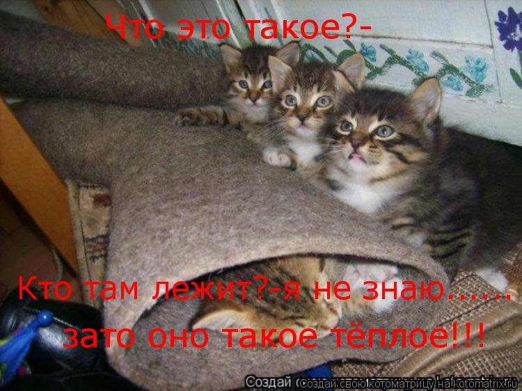 Котоматрица: Что это такое?- зато оно такое тёплое!!! Кто там лежит?-я не знаю......