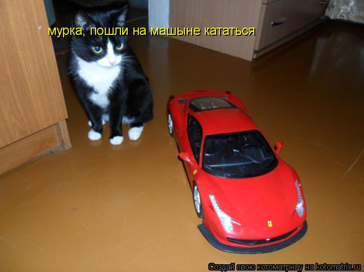 Котоматрица: мурка, пошли на машыне кататься
