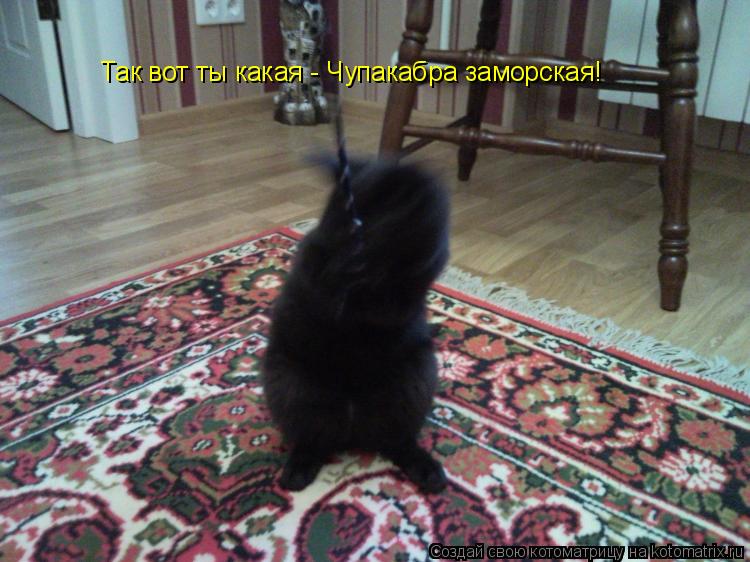 Котоматрица: Так вот ты какая - Чупакабра заморская!