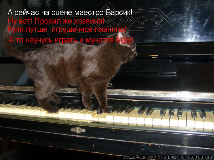 Котоматрица: А сейчас на сцене маестро Барсик! Ну вот! Просил же хозяина!  Купи лутше  игрушечное пианино!  А то научусь играть и мучатся буду!