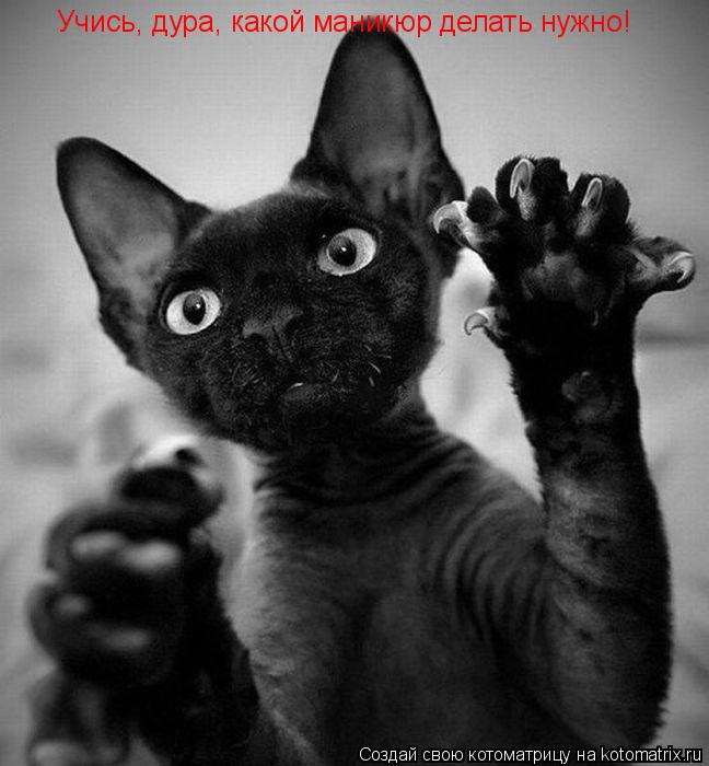Котоматрица: Учись, дура, какой маникюр делать нужно!