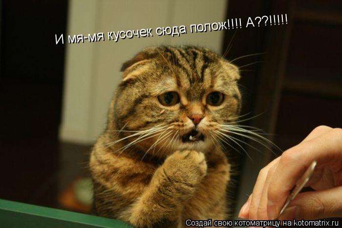 Котоматрица: И мя-мя кусочек сюда полож!!!! А??!!!!!