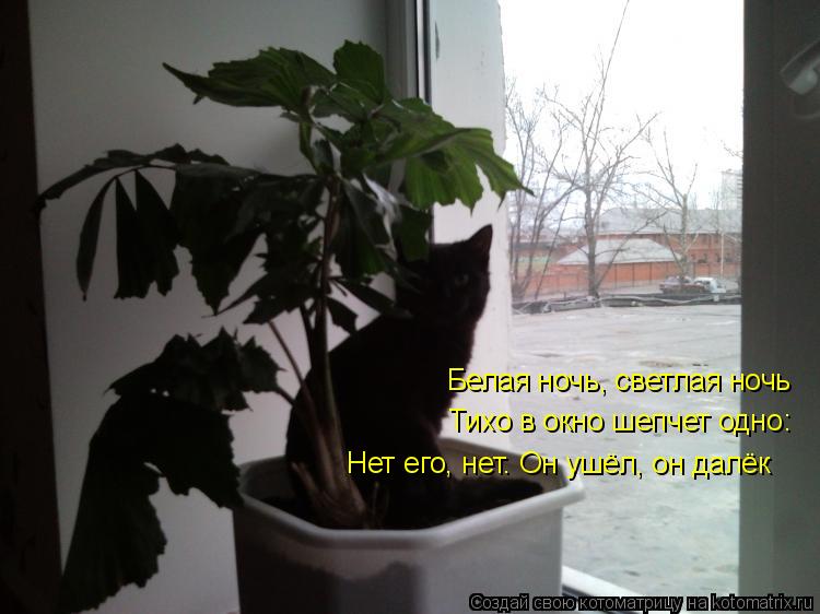 Котоматрица: Белая ночь, светлая ночь Тихо в окно шепчет одно: Нет его, нет. Он ушёл, он далёк