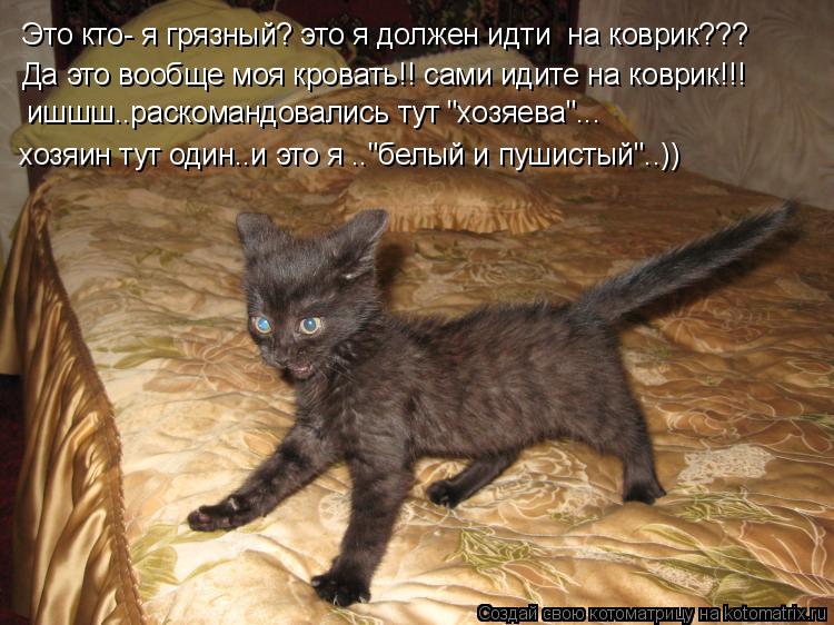 Котоматрица: Это кто- я грязный? это я должен идти  на коврик??? Да это вообще моя кровать!! сами идите на коврик!!! ишшш..раскомандовались тут "хозяева"... хоз