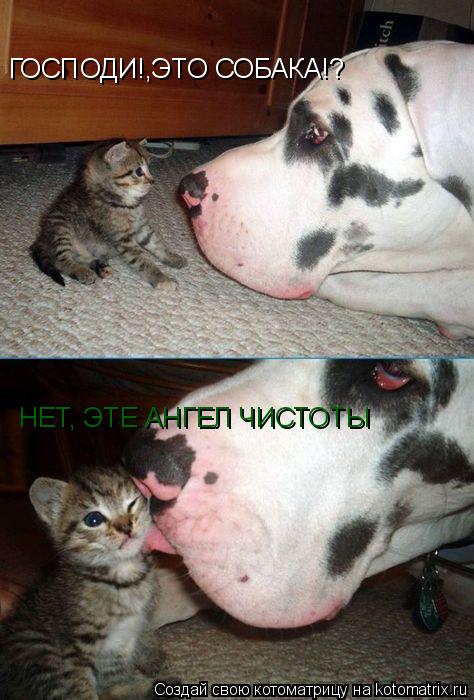 Котоматрица: ГОСПОДИ!,ЭТО СОБАКА!? НЕТ, ЭТЕ АНГЕЛ ЧИСТОТЫ
