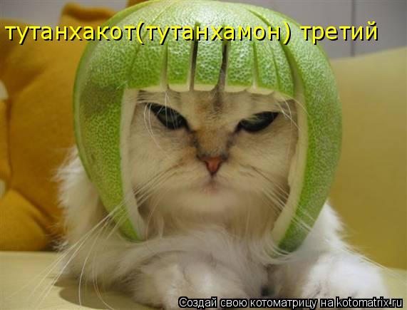 Котоматрица: тутанхакот(тутанхамон) третий