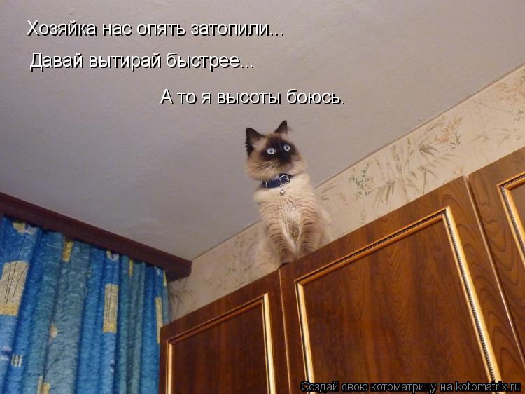 Котоматрица: Хозяйка нас опять затопили... Давай вытирай быстрее... А то я высоты боюсь.