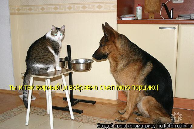 Котоматрица: ты и так жирный!,и всёравно съел мою порцию:(
