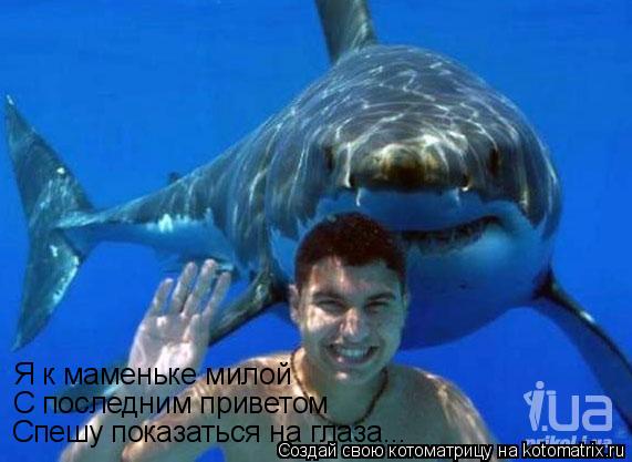 Котоматрица: Я к маменьке милой  С последним приветом Спешу показаться на глаза...
