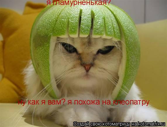Котоматрица: я гламурненькая? ну как я вам? я похожа на клеопатру