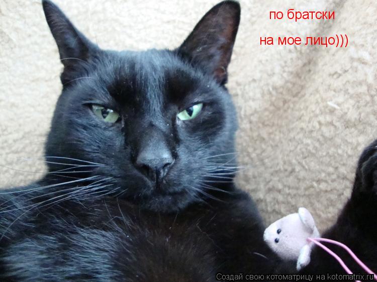 Котоматрица: по братски на мое лицо)))