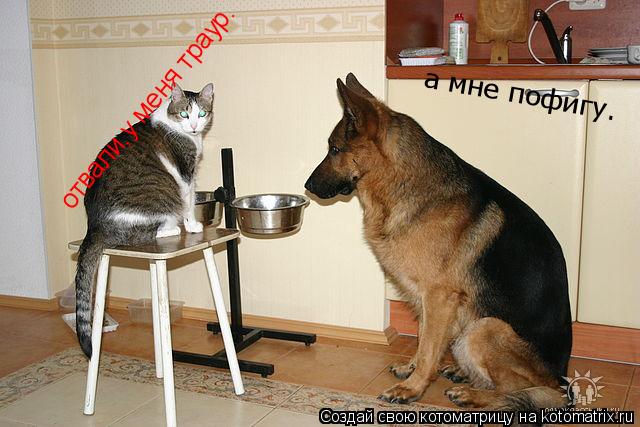 Котоматрица: отвали,у меня траур. а мне пофигу.