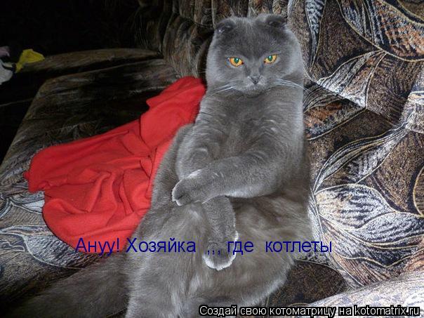 Котоматрица: Ануу! Хозяйка  ,,, где  котлеты Ануу! Хозяйка  ,,, где  котлеты