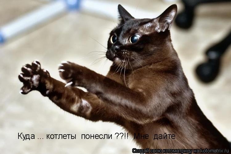 Котоматрица: Куда ... котлеты  понесли ??!!  Мне  дайте  Куда ... котлеты  понесли ??!!  Мне  дайте