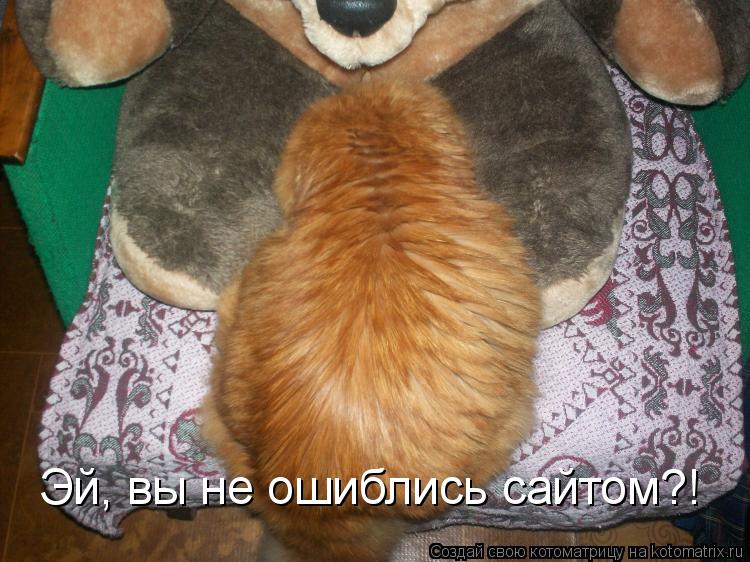 Котоматрица: Эй, вы не ошиблись сайтом?!