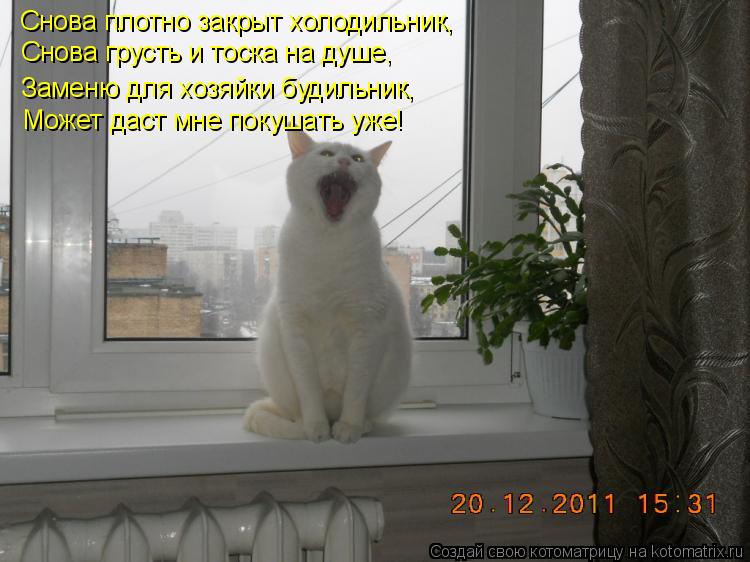Котоматрица: Снова плотно закрыт холодильник,   Снова грусть и тоска на душе,  Заменю для хозяйки будильник,  Может даст мне покушать уже!