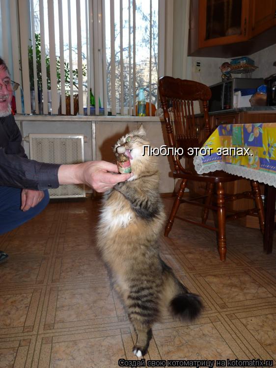 Котоматрица: Люблю этот запах.
