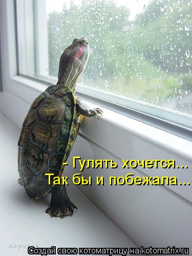 - Гулять хочется... Так бы и побежала...... Котоматрица: - Гулять хочется... Так бы и побежала...