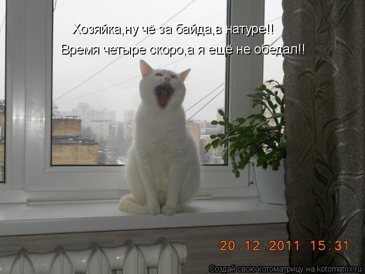Котоматрица: Хозяйка,ну чё за байда,в натуре!! Время четыре скоро,а я ещё не обедал!!