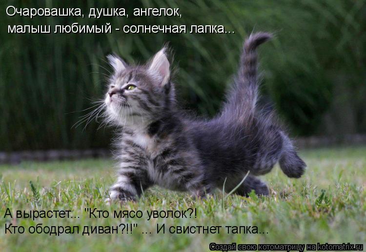 Очаровашка, душка, ангелок, малыш любимый - солнечная лапка... А вырастет... "Кто мясо уволок?! Кто о... Котоматрица: Очаровашка, душка, ангелок, малыш любимый - солнечная лапка... А вырастет... "Кто мясо уволок?! Кто ободрал диван?!!" ... И свистнет тапка...