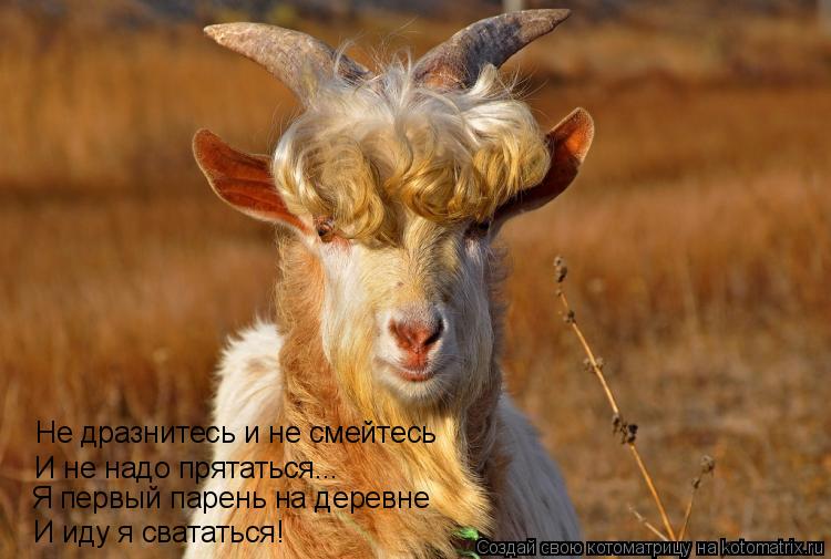 Котоматрица: Не дразнитесь и не смейтесь И не надо прятаться... Я первый парень на деревне И иду я свататься!