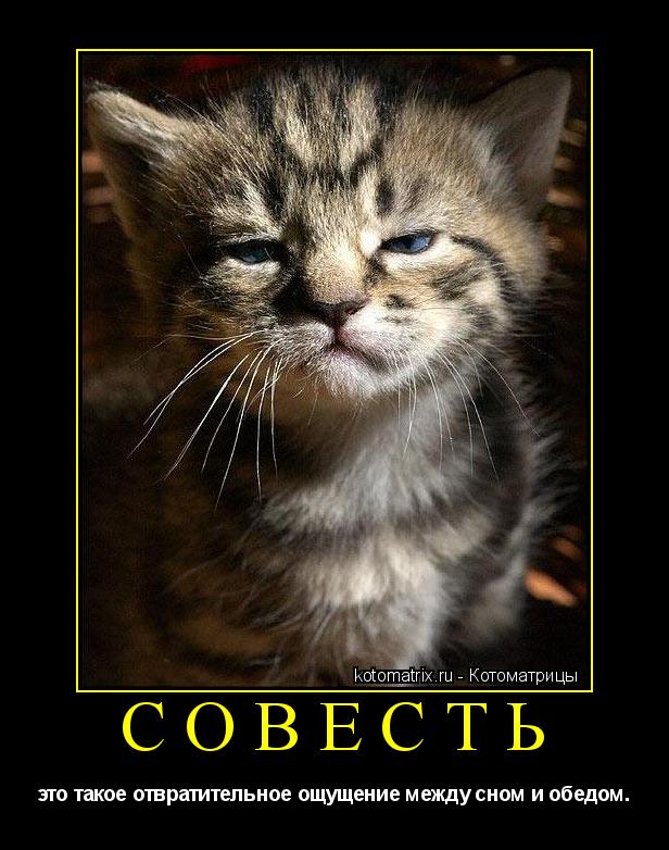 совесть это такое отвратительное ощущение между сном и обедом.... Котоматрица: совесть это такое отвратительное ощущение между сном и обедом.