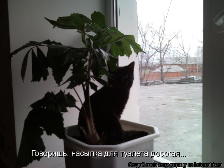 Котоматрица: Говоришь, насыпка для туалета дорогая...