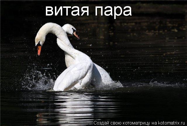Котоматрица: витая пара