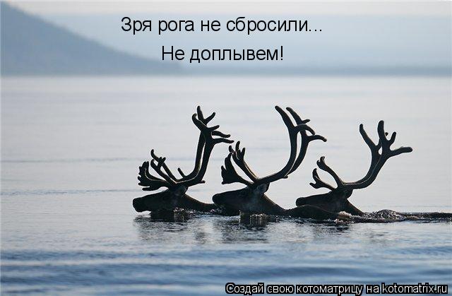 Котоматрица: Зря рога не сбросили...  Не доплывем!