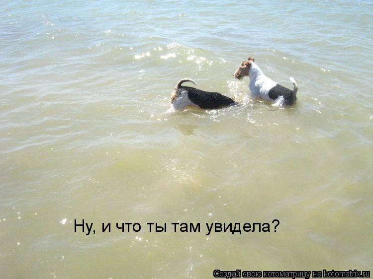Котоматрица: Ну, и что ты там увидела?