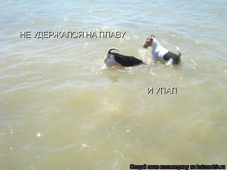 Котоматрица: НЕ УДЕРЖАЛСЯ  НЕ УДЕРЖАЛСЯ НА ПЛАВУ И УПАЛ