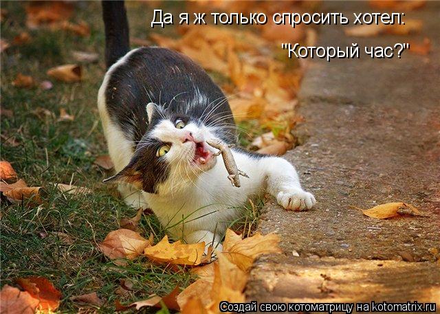 Котоматрица: Да я ж только спросить хотел: "Который час?"