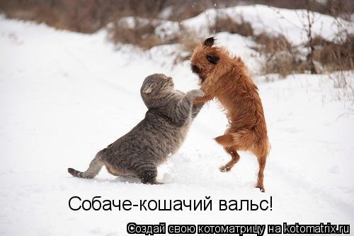 Котоматрица: Собаче-кошачий вальс!