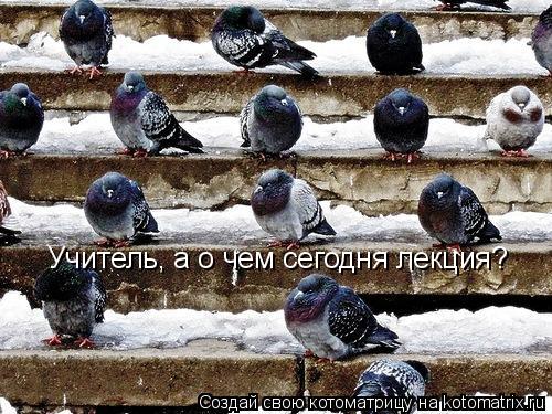 Котоматрица: Учитель, а о чем сегодня лекция?