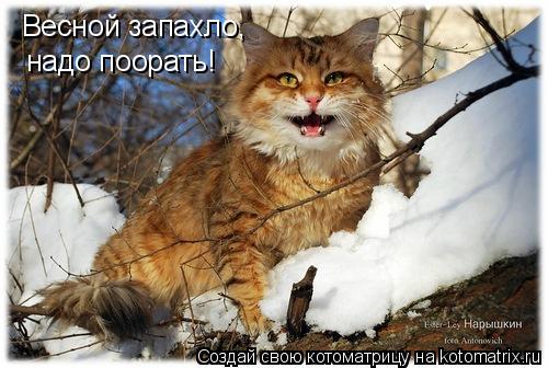 Котоматрица: Весной запахло, надо поорать!