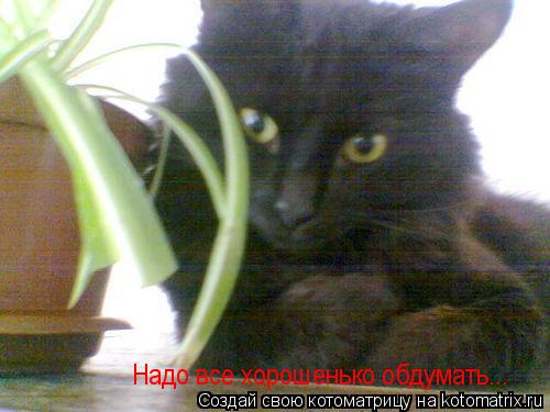 Котоматрица: Надо все хорошенько обдумать...