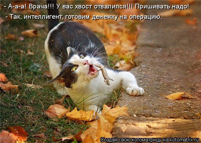 Котоматрица: - А-а-а! Врача!!! У вас хвост отвалился!!! Пришивать надо!  - Так, интеллигент, готовим денежку на операцию.