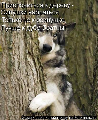 Котоматрица: Прислониться к дереву -  Силушки набраться, Только не к осинушке, Лучше к дубу, братцы!