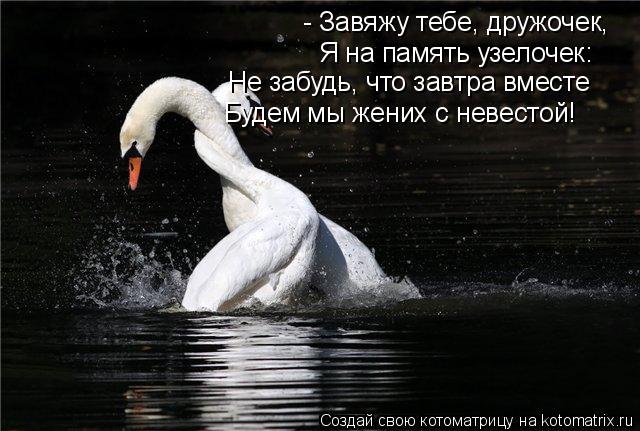 Котоматрица: - Завяжу тебе, дружочек, Я на память узелочек: Не забудь, что завтра вместе Будем мы жених с невестой!