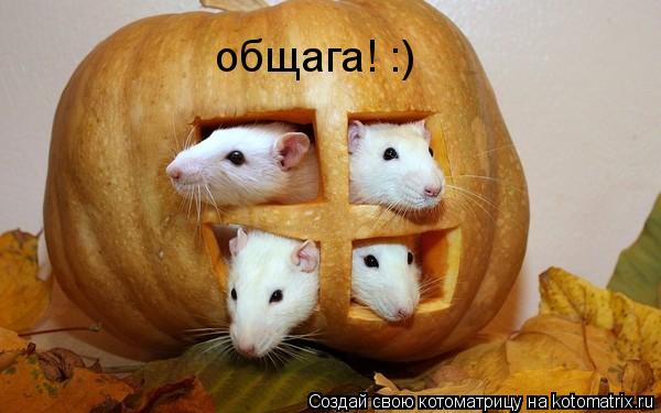 Котоматрица: общага! :)